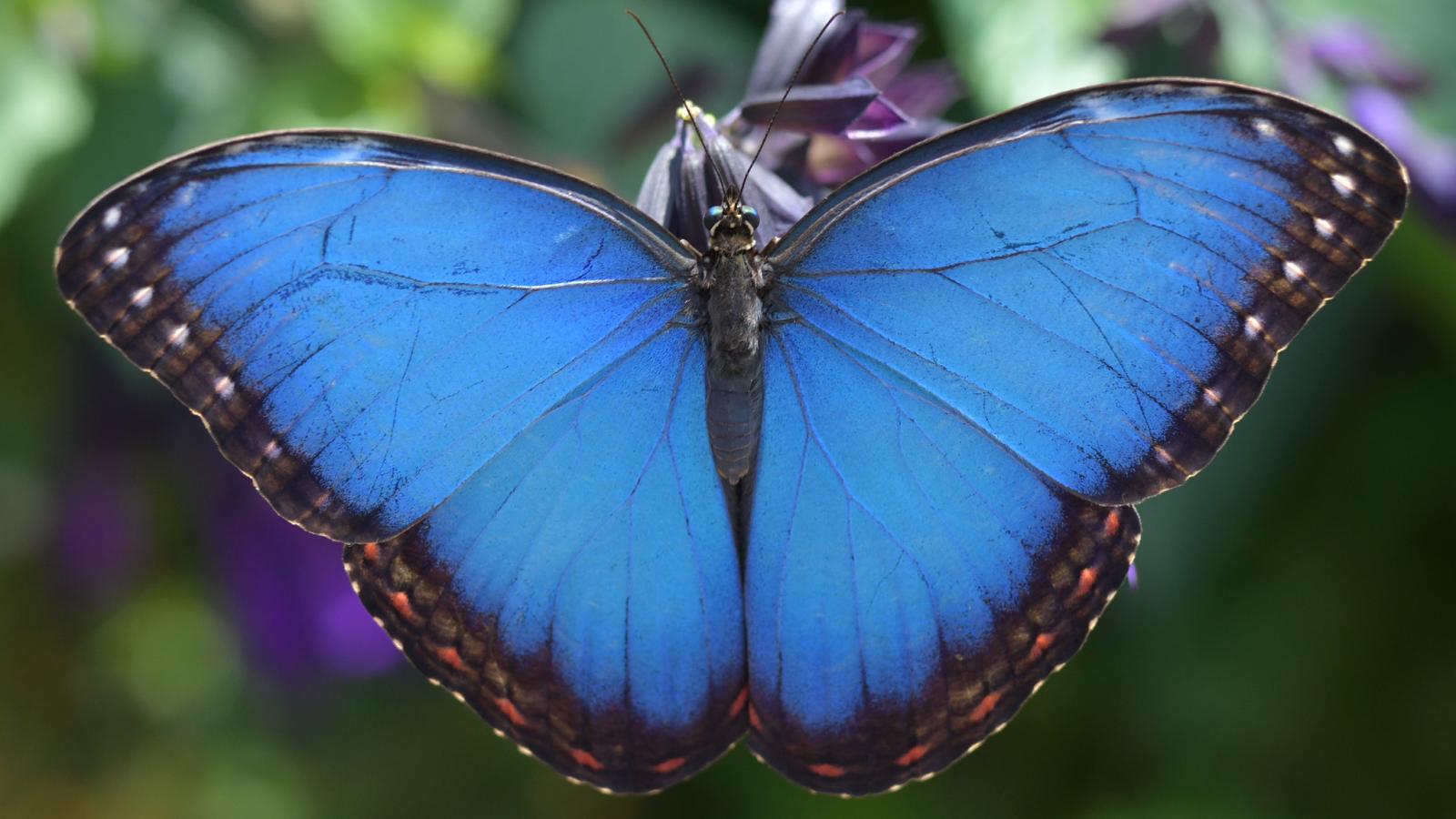 08 Common Morpho 2-X4.jpg?itok